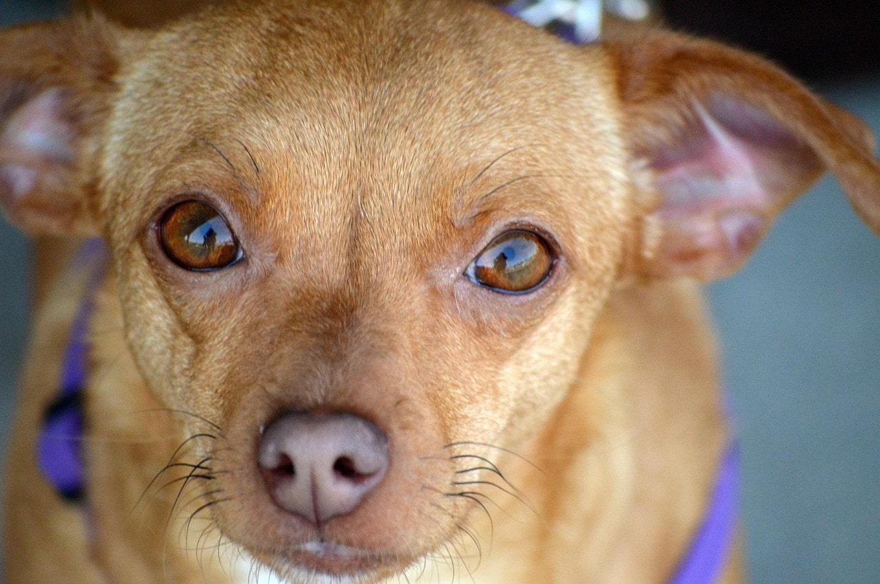 chiweenie_ Pixabay 