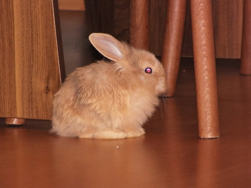 chocolate-Domestic-Holland-lop-rabbit_Ersen-Yoldac_shutterstock