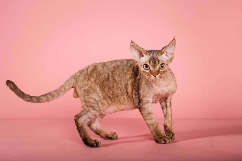 chocolate devon rex cat