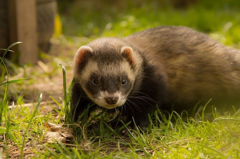 chocolate ferret