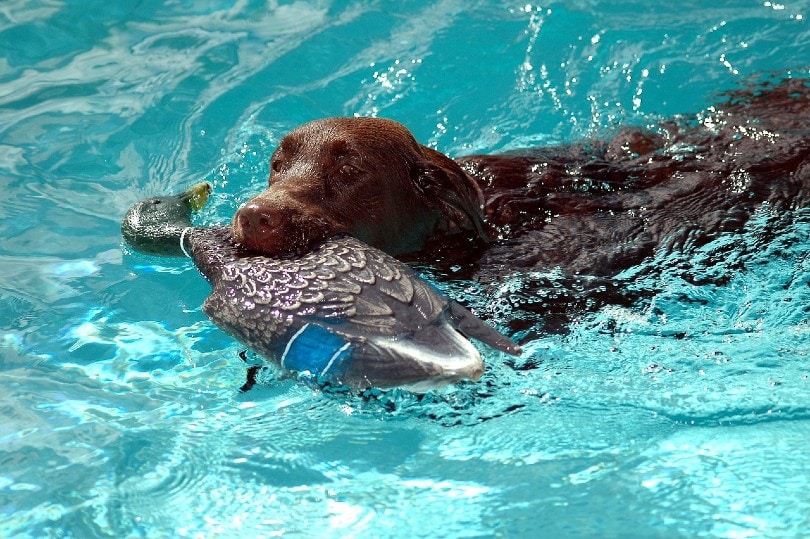 chocolate labrador fetching fowl