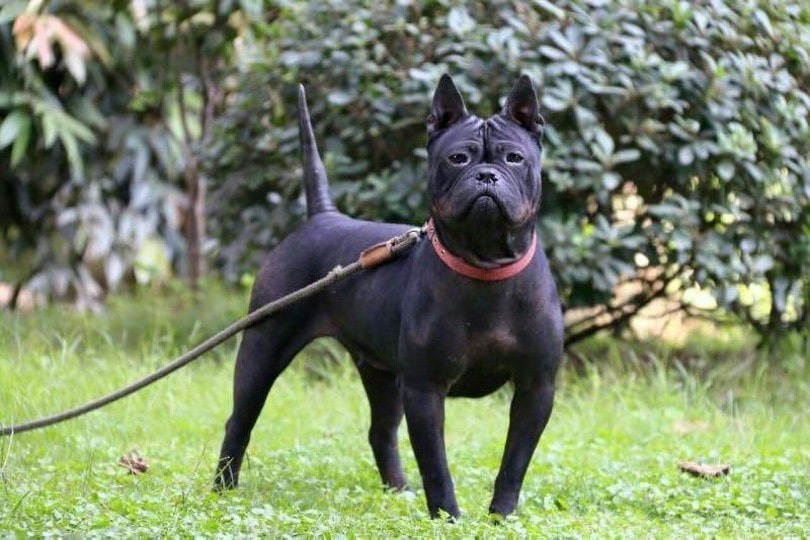 chongqing dog_Caronna_Wikimedia