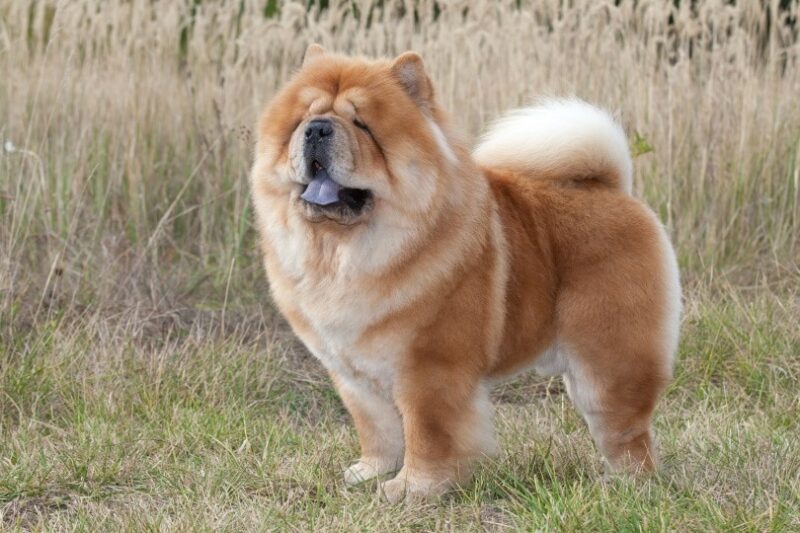 chow chow