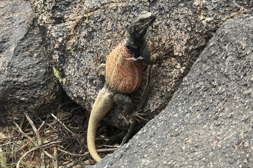 chuckwalla climbing on rock