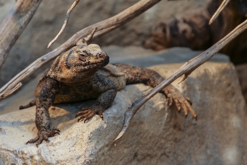 chuckwalla in the wild
