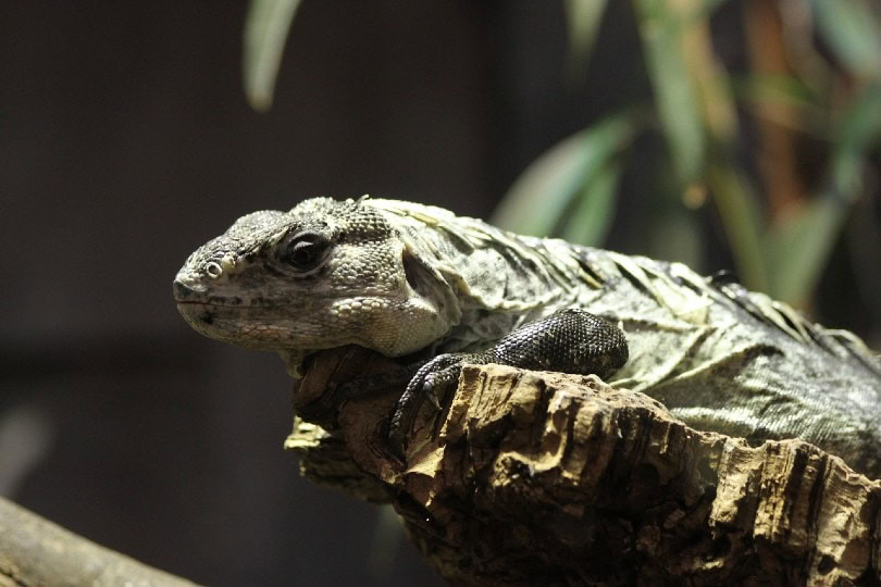 chuckwalla on rock