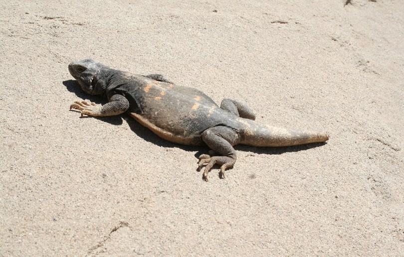 chuckwalla on sand
