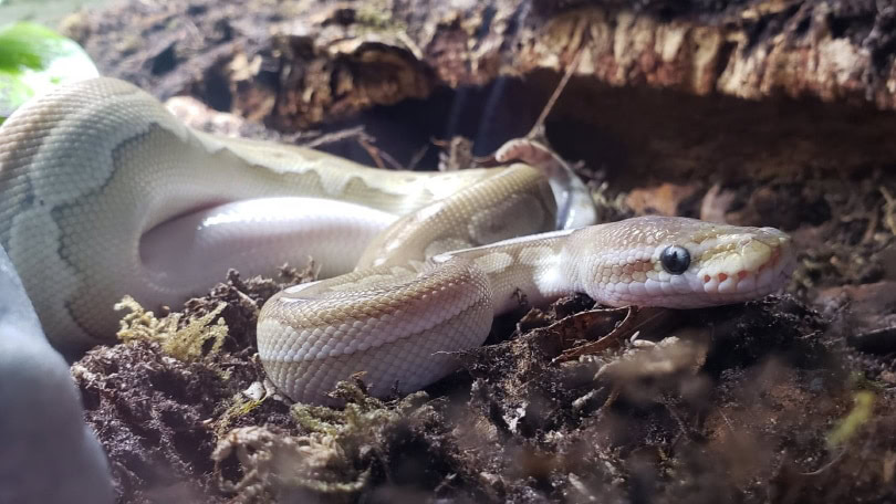 cinnamon ball python
