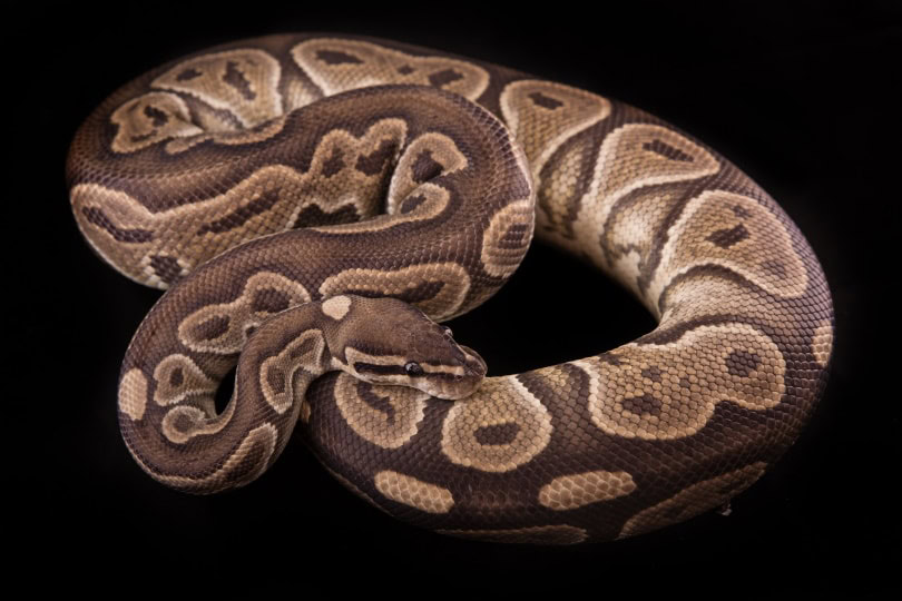 cinnamon ball python