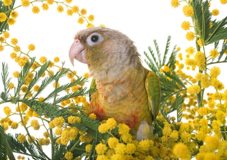 cinnamon-green-cheeked-conure