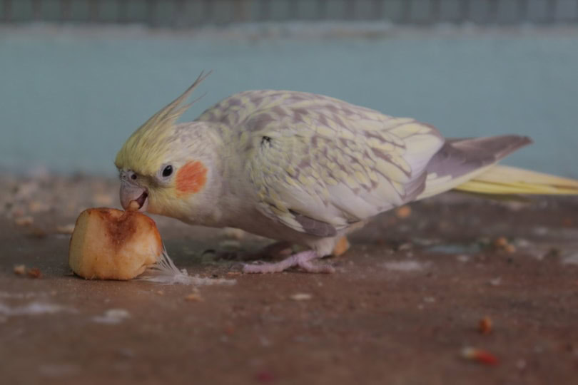 cinnamon pearl cockatiel