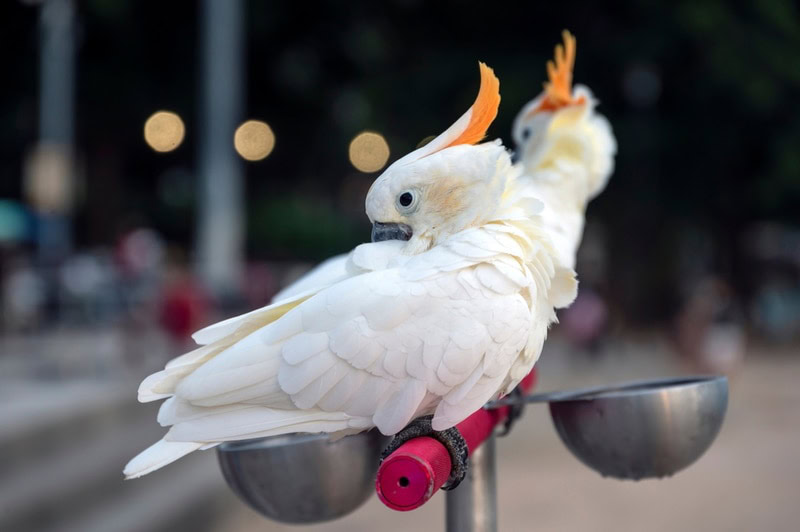 citron crested cockatoo