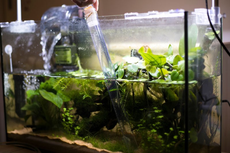 cleaning aquarium using siphon