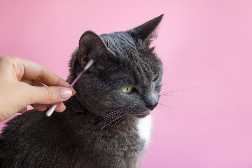 cleaning cat's ear
