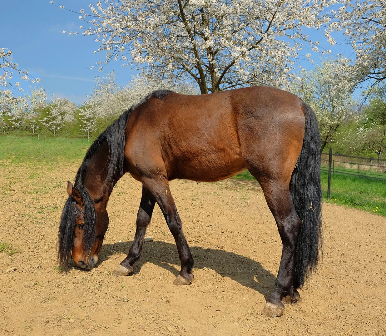 cleaveland bay horse