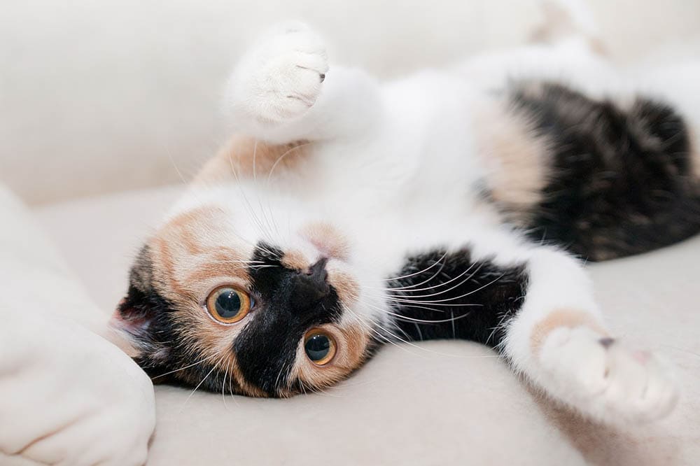 clingy cat