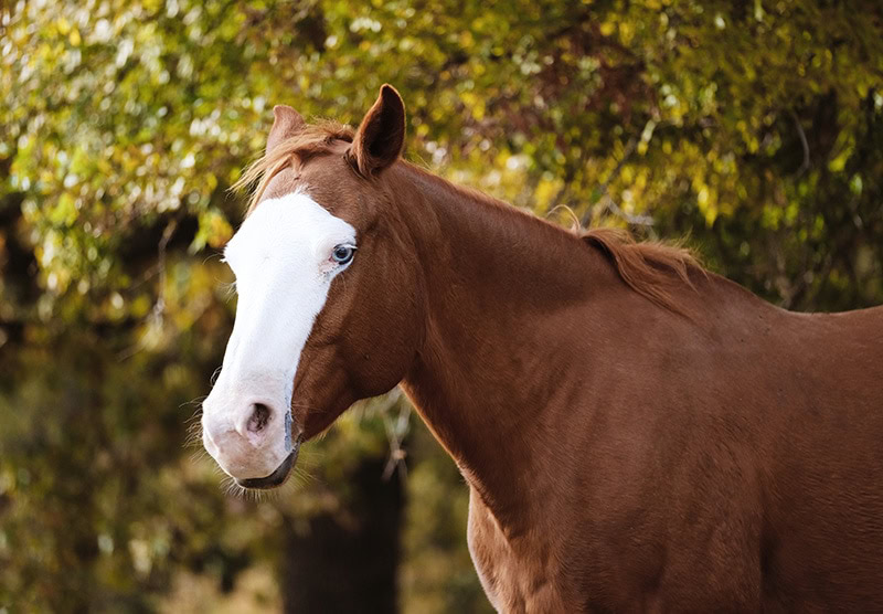 close up Bald face brown horse 