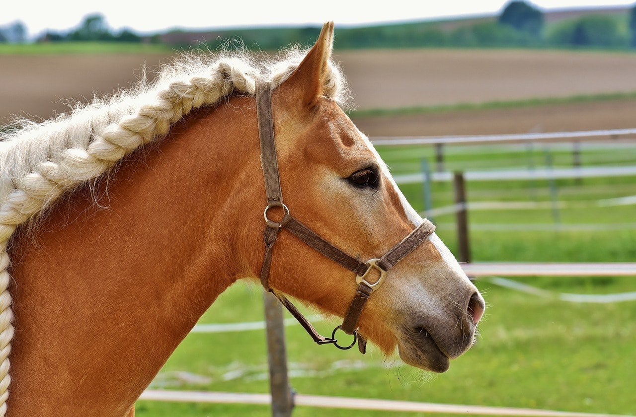 close up braided horse in halter