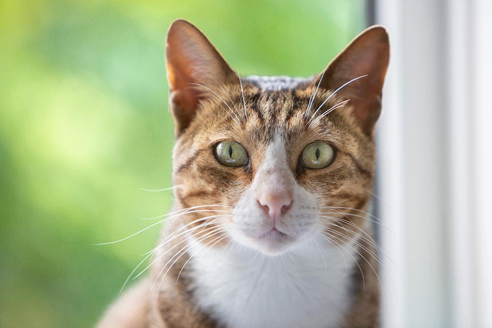close up bronze Arabian Mau cat