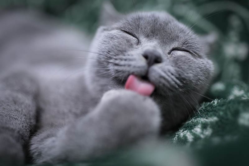 close up cat licking its paw