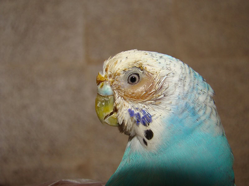 close up cockatiel with parrot fever