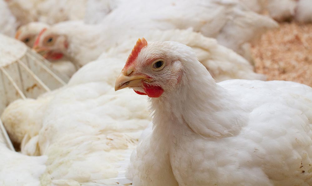 white chicken