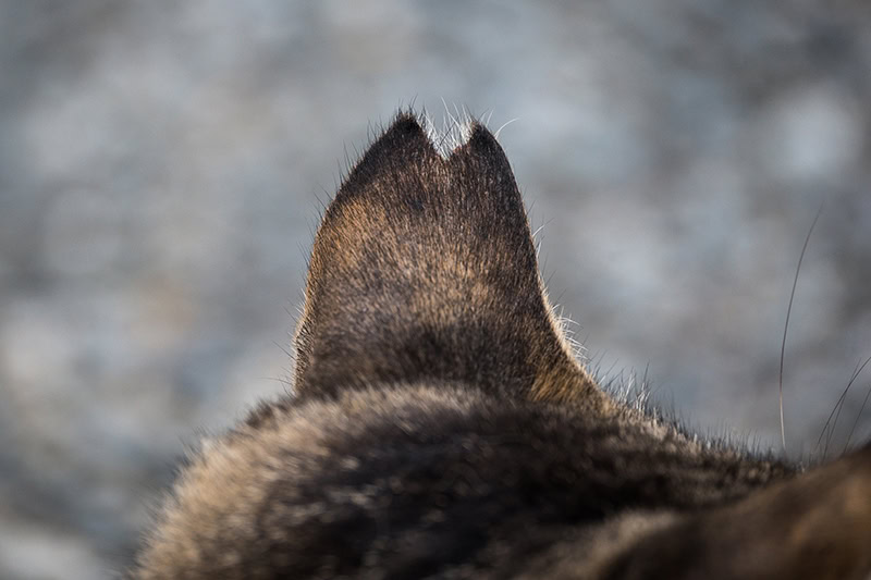 close up ear tipped cat