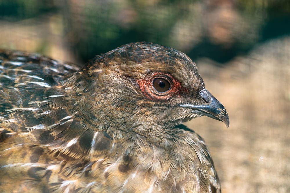 close up female Mikado pheasant