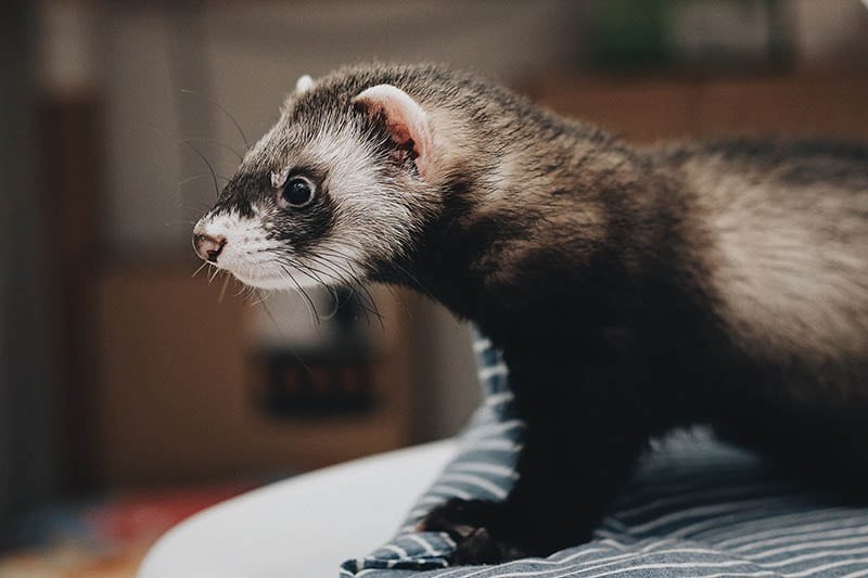 close up ferret side view