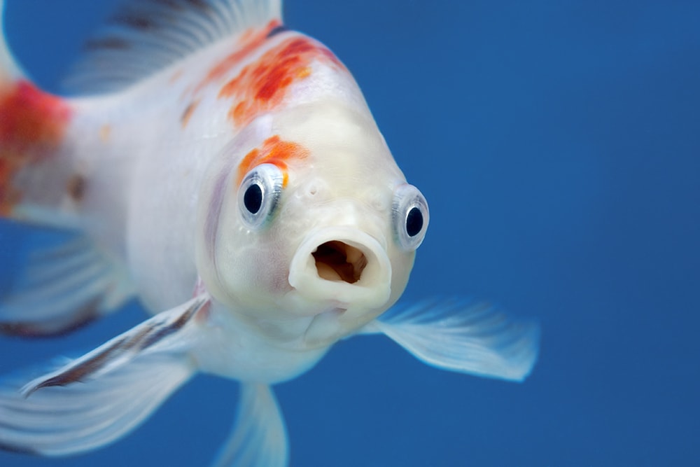 close up fish with funny look