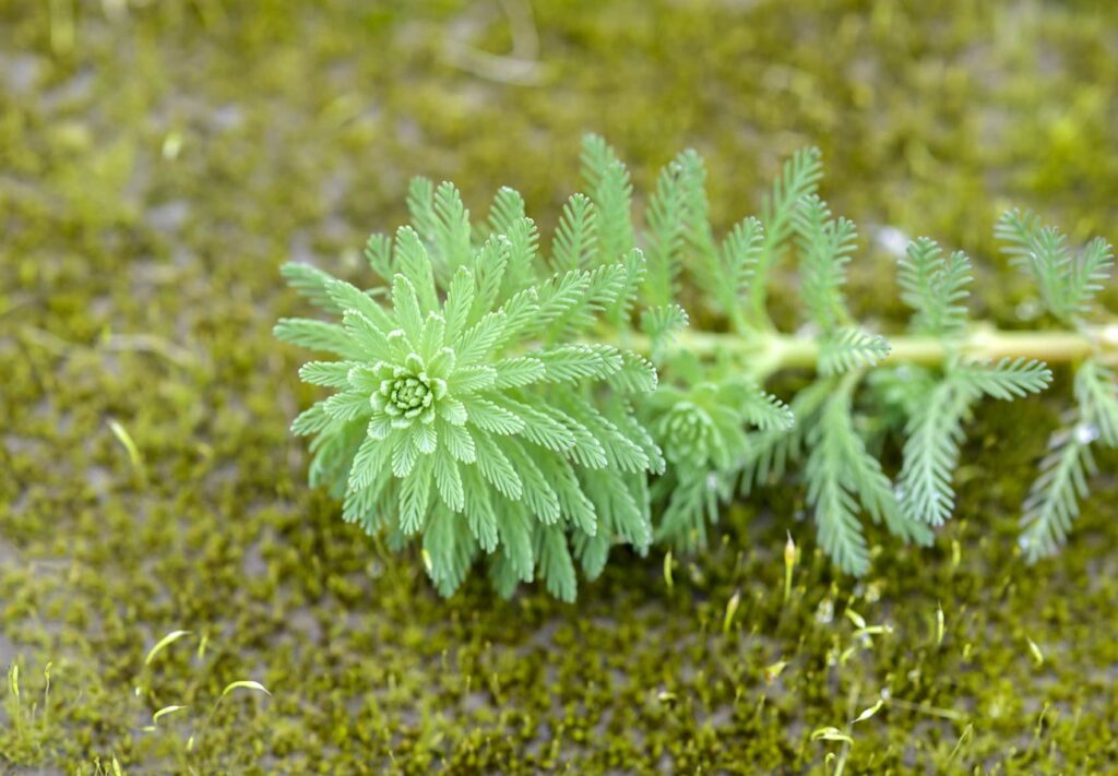 close up green foxtail