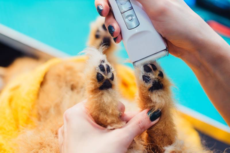 close up grooming of pomeranian dog feet with clipper