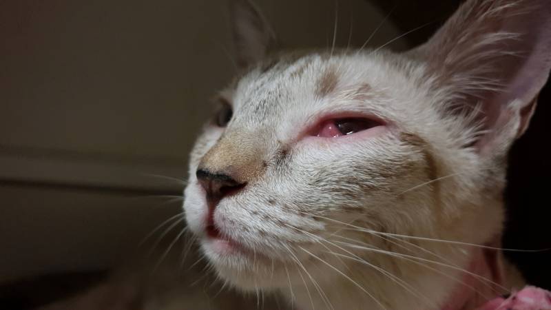 close up kitten with eyes infection