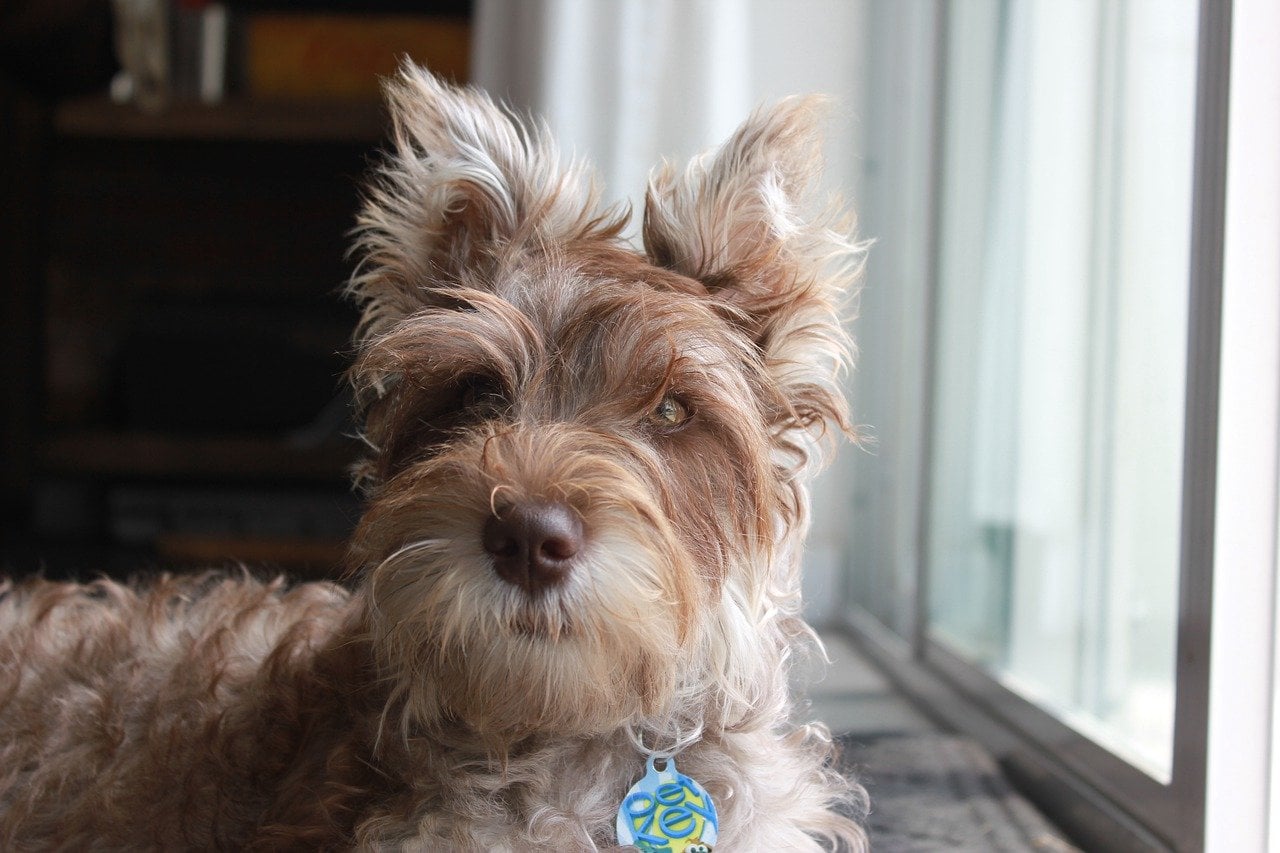 close up miniature schnauzer