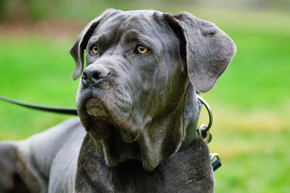 close up Neapolitan Mastiff dog
