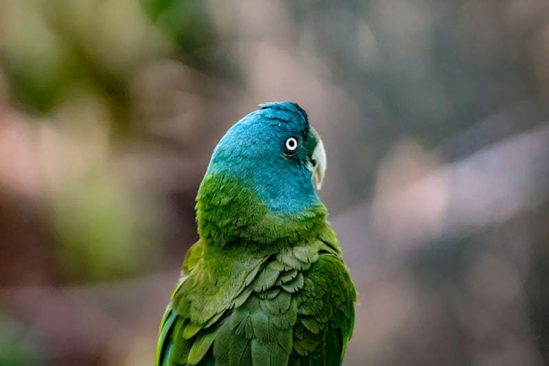 close up of a blue-headed macaw bird