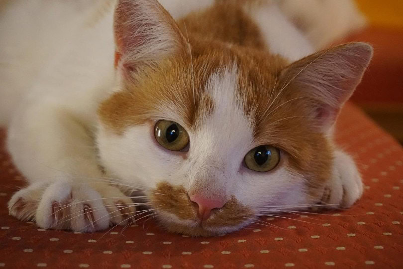 close up of a cat's face and claws