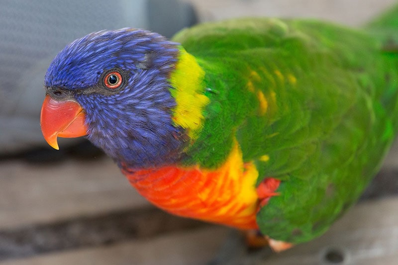 close up of a green-naped lorikeet bird