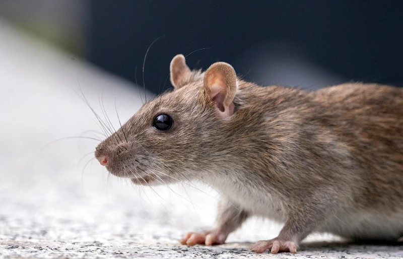 close up of a rat