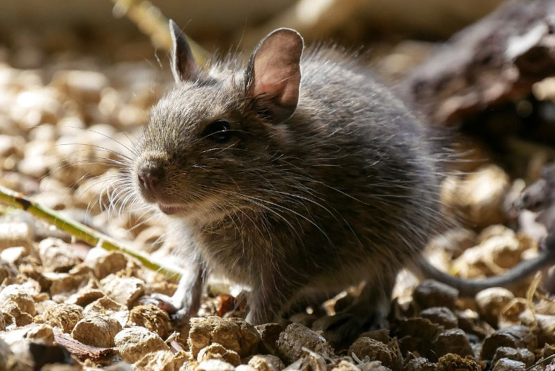 close up of a rat