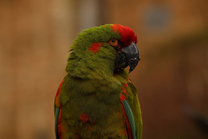 close up of a red-fronted macaw bird