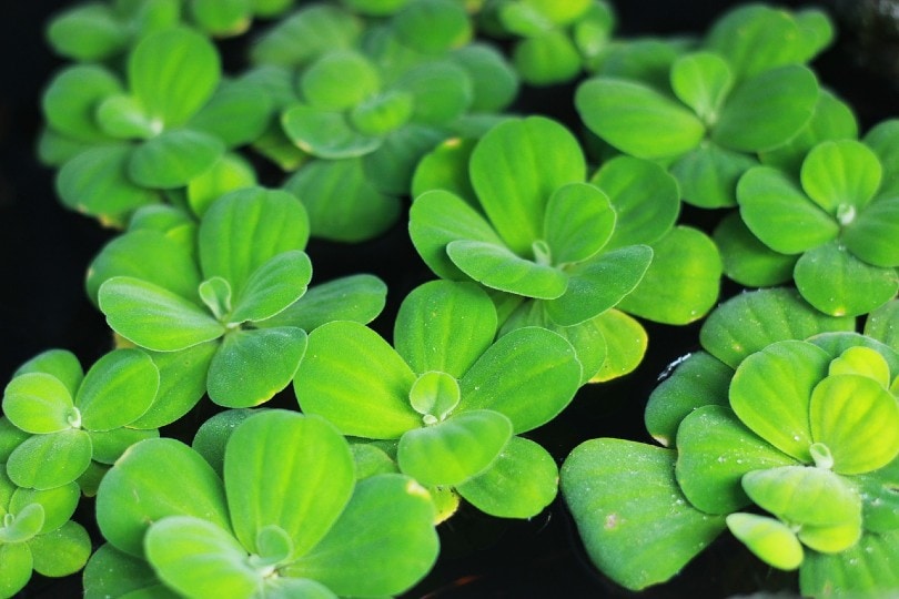 close up of a water lettuce