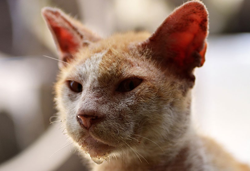 close up of an abused cat