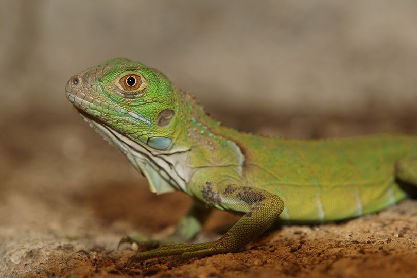 Iguana hatchling