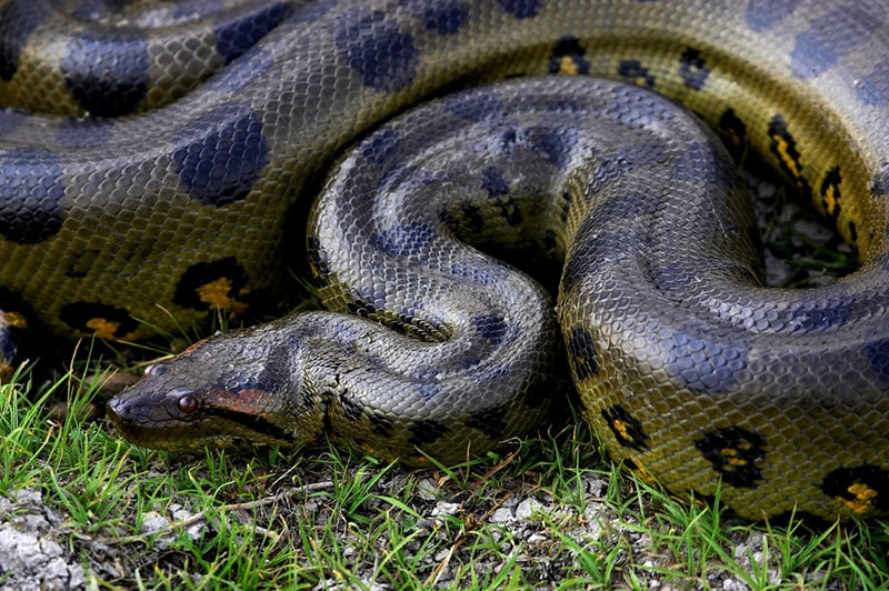 close up of green anaconda
