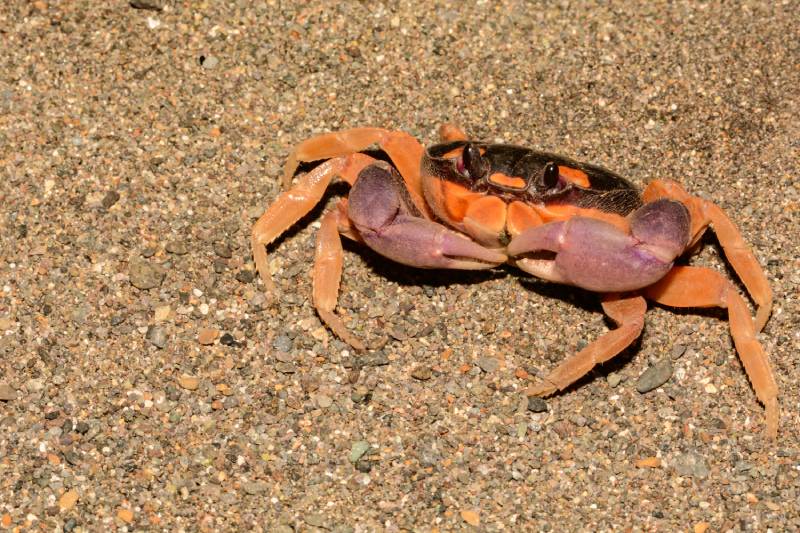 close up of halloween moon crab