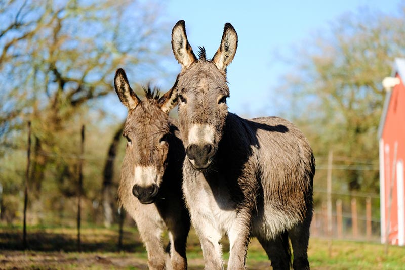 close up of miniature donkeys