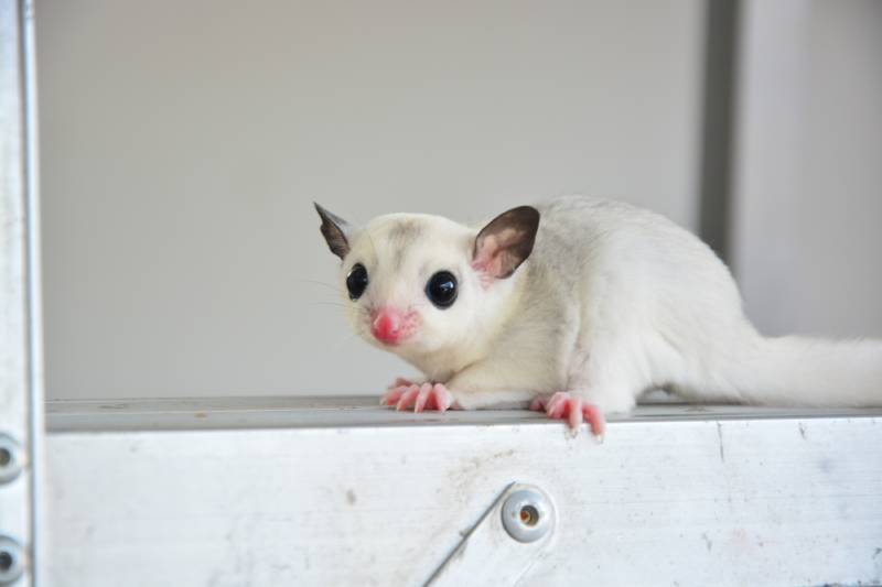 close up of sugar glider