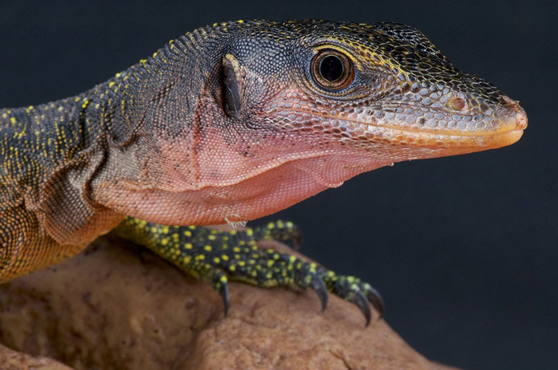 close up Peach-throated monitor lizard