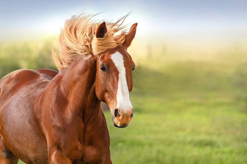 close up red horse with long mane